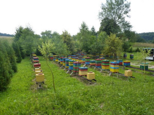 MIODOLAND Polske bistader dronning bi lag sværme biavl i Polen 06