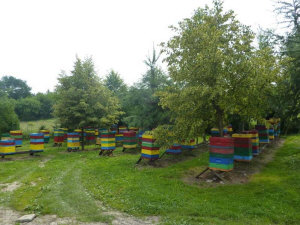 MIODOLAND Polske bistader dronning bi lag sværme biavl i Polen 09